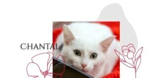 Chantal sucht nette Zweitkatze – VERMITTELT –