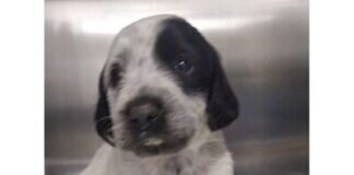 Hundekinder auf dem Sprung in Ihr Herz! Herzen gefunden!