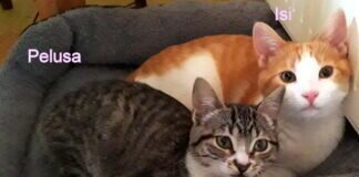 Katzenliebe! Taumzuhause gefunden!