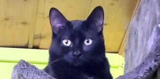 Katzenkumpel Ozzi und Odin!