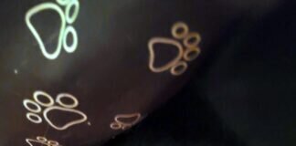 Katzenbesitzer gesucht! Keinen Besitzer gefunden! Kater wurde vermittelt!