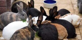 Kaninchen über Kaninchen