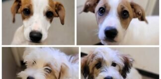 Das Tierheim unsicher gemacht ? – VERMITTELT –