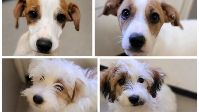 Collage_Fotor Fiete ...