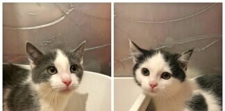 Nur wenige Wochen alt – VERMITTELT –