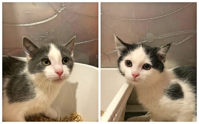 Collage_Fotor HG_Fotor