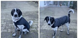 Sensible Hundeseele – Elfi – VERMITTELT