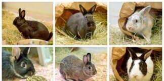 Liebenswerte Kaninchentruppe