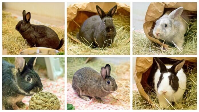 Collage_Fotor_Fotor 2