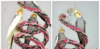 Unsere Nymphensittiche