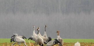 Kraniche im Januar in der Wetterau