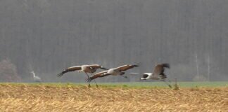 Die Kraniche sind immer noch in der Wetterau