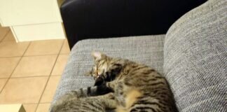 Max und Moritz! Zuhause im Doppelpack gefunden!