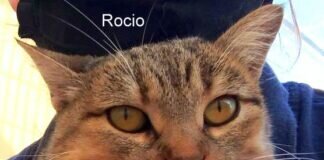 ” Sweetheard” Rocia! Zuhause gefunden!