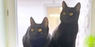 Zwei tolle Katerchen – VERMITTELT –