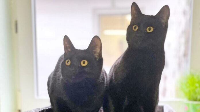 Jiji-und-Moosh-1_Fotor