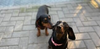 Dackelpärchen Blümchen und Socke – VERMITTELT –