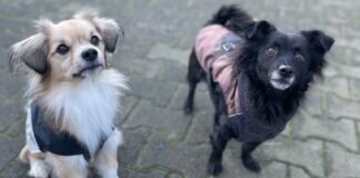 Menschenbezogenes Hundepärchen – VERMITTELT –