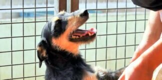 Terriermädchen Tierra! Der kleine Wildfang ist in die Schweiz gezogen!