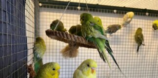 Unsere Wellensittiche – VERMITTELT –