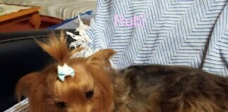 Minihündchen Rubi! Tolles Zuhause gefunden!