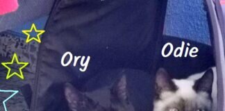 Traumpärchen! Zuhause gefunden!