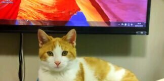 Ein Traumkater! Isi ist mit Freundin Pelusa vermittelt worden.