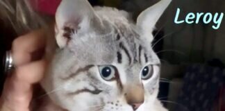 Schmusekater Leroy ! Zuhause gefunden!