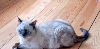 Micky, der Therapeut und Animateur! Wir sind unendlich dankbar! Alle drei Katzen haben ein super Zuhause gefunden!