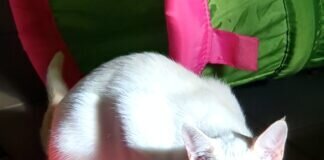 Ray und Rebecca möchten sich in Ihr Herz schnurren! Zuhause gefunden!