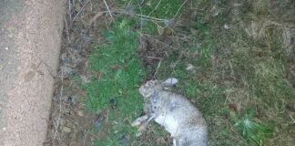 Tierhasser in Gießen aktiv