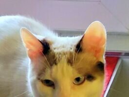 In wessen Herz dürfen wir springen? Großes Herz gefunden!