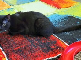 Ein zierliche, schwarze Schönheit! Aroa hat ein Zuhause gefunden!