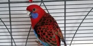 Der schöne OLLI – VERMITTELT –