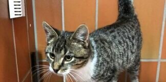 Traumkatze ARABELLA – VERMITTELT –