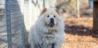 Unsere Herzen weinen mit Laika – VERMITTELT –