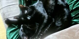 Ein Traum in schwarz! Zuhause gefunden!