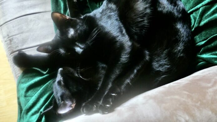 9F36805A-F5E3-49D2-B40D-D580DED28C9E_1_201_a