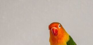 Bunt und wunderschön – BUBBLEGUM – – VERMITTELT –