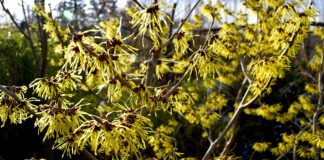 Parkgarten am See in Trais-Horloff öffnete wieder seine Pforten * Zaubernuss-Blüte war zu bewundern.