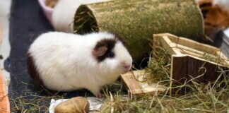 Tipps für die Meerschweinchen Haltung