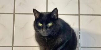 Frauchen verstorben – DARIA