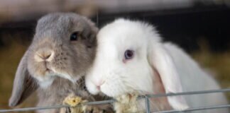 Fluffy & Bonny – VERMITTELT –