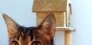 Katzenliebe! Cäsar muss operiert werden, hatte in Spanien einen Unfall! Liebe Menschen möchten die Katzen nach der OP adoptieren!