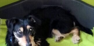 Terria- ein Terrier mit Leib und Seele! Unser Temperamentsbündel ist in die Schweiz gezogen!