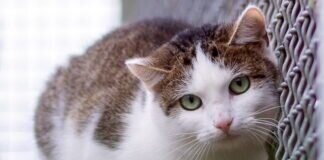 Wunderschönes Katzenmädchen Lila