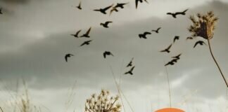 Buchtipp: Die Vergessenen – Ellen Sandberg