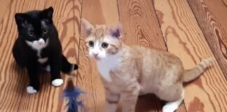 Die kleine Katzenfamilie! Kitten haben ein Zuhause gefunden! Mutterkatze wartet noch ihre Menschen!