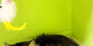 Eine wuschelige Schönheit!