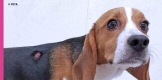 Du willst keine Tierversuche?